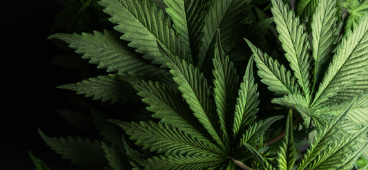 CBD leaves