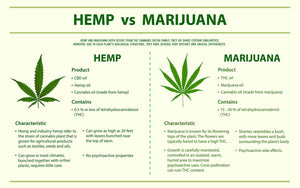 What Is the Difference Between Hemp and Cannabis CBD?