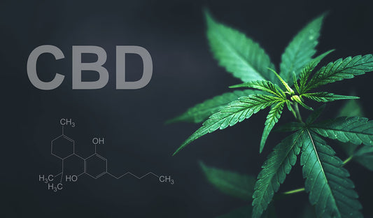 A CBD plant and its chemical composition