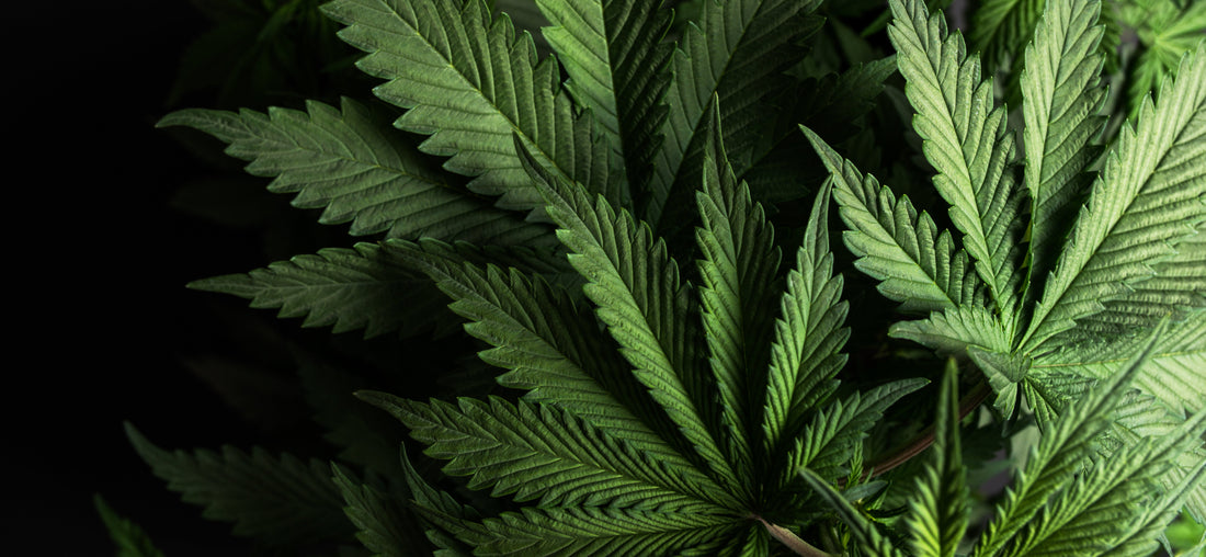 CBD leaves