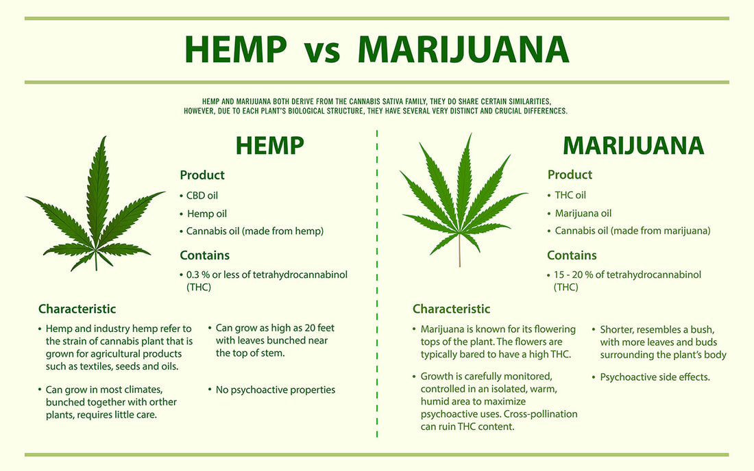 An infographic of the Difference Between Hemp and Cannabis CBD