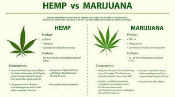 What Is the Difference Between Hemp and Cannabis CBD?