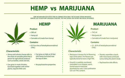 An infographic of the Difference Between Hemp and Cannabis CBD