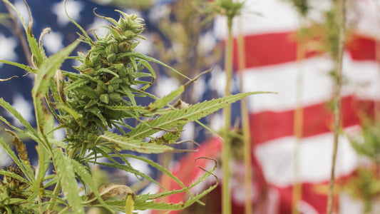 Hemp plant with an American flag in the background