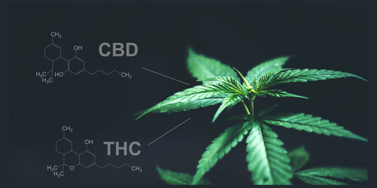 Marijuana leaves with cbd thc chemical structure