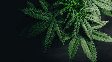 CBD vs. THC: Understanding the Different Cannabinoids in Marijuana