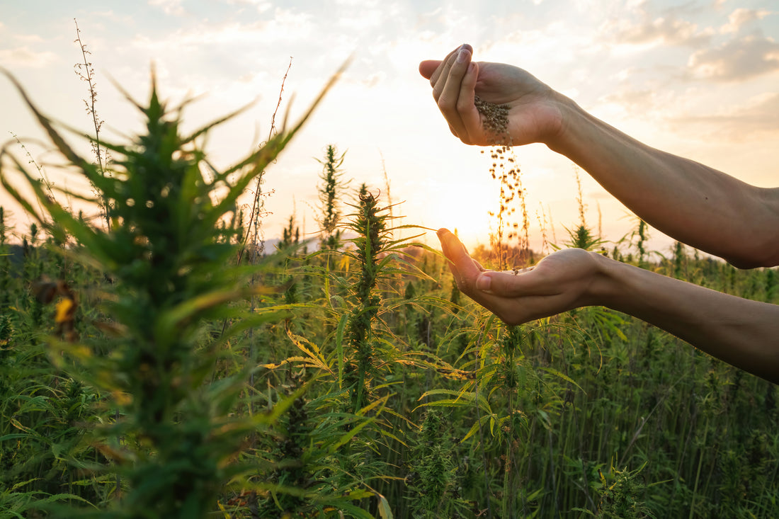 A person with a handful of seeds in a hemp field