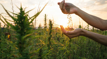 How Does CBD Work in Your Body?