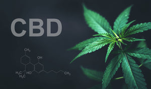 What Part of the Plant Does CBD Come From?